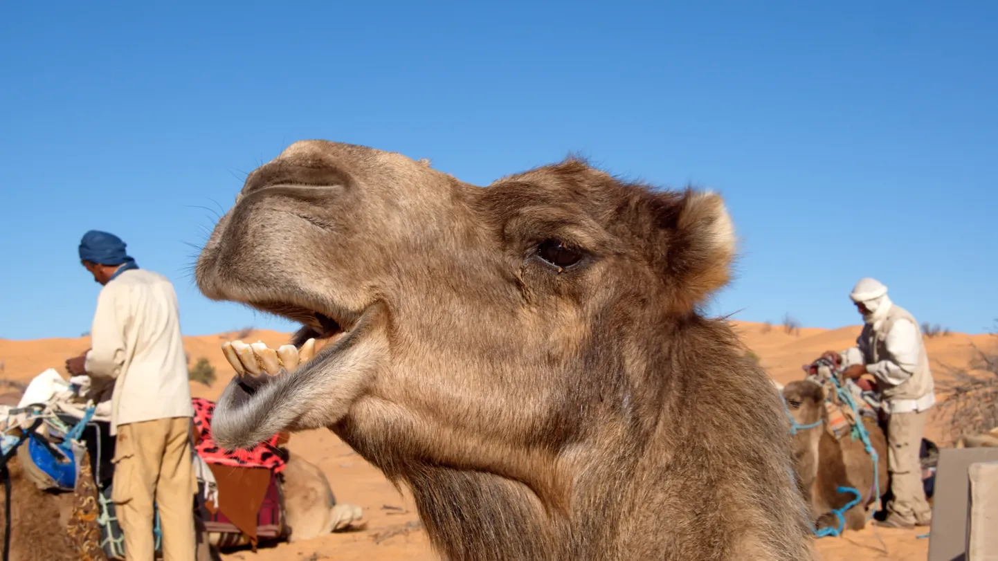 Tuneesia kaamel.