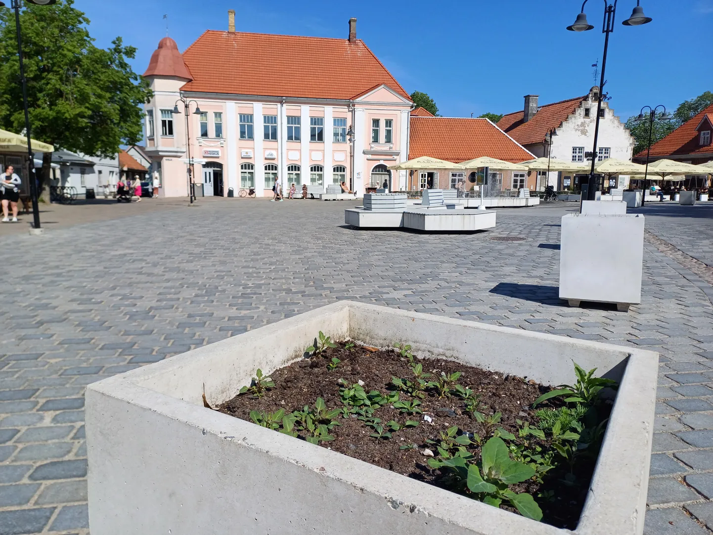 IMETLEGEM! Vähe sellest, et lilleamplid on Tallinna ja Lossi tänavale siiani üles riputamata – betoonist lillekastides võimutsevad maltsad ja muu umbrohi.