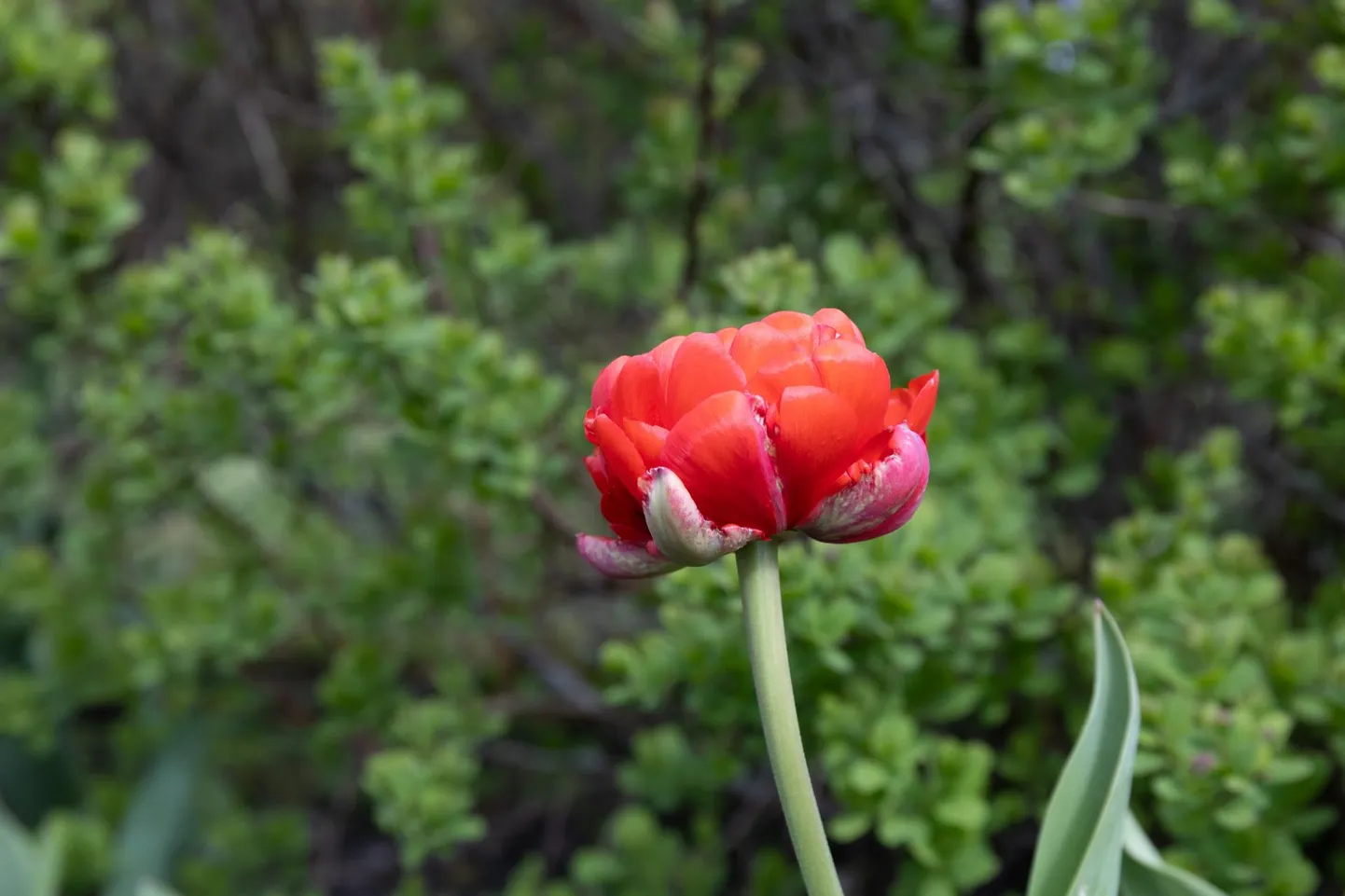 Loodus läheb aina rohelisemaks ja õied näitavad värvilist ilu, samal ajal kõigub õhutemperatuur ikka üles ja alla.