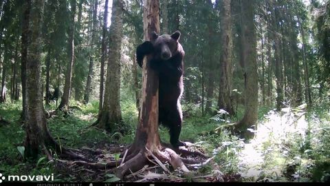 Virumaal toimuva karuseuire uuringu tulemused üllatavad teadlasi