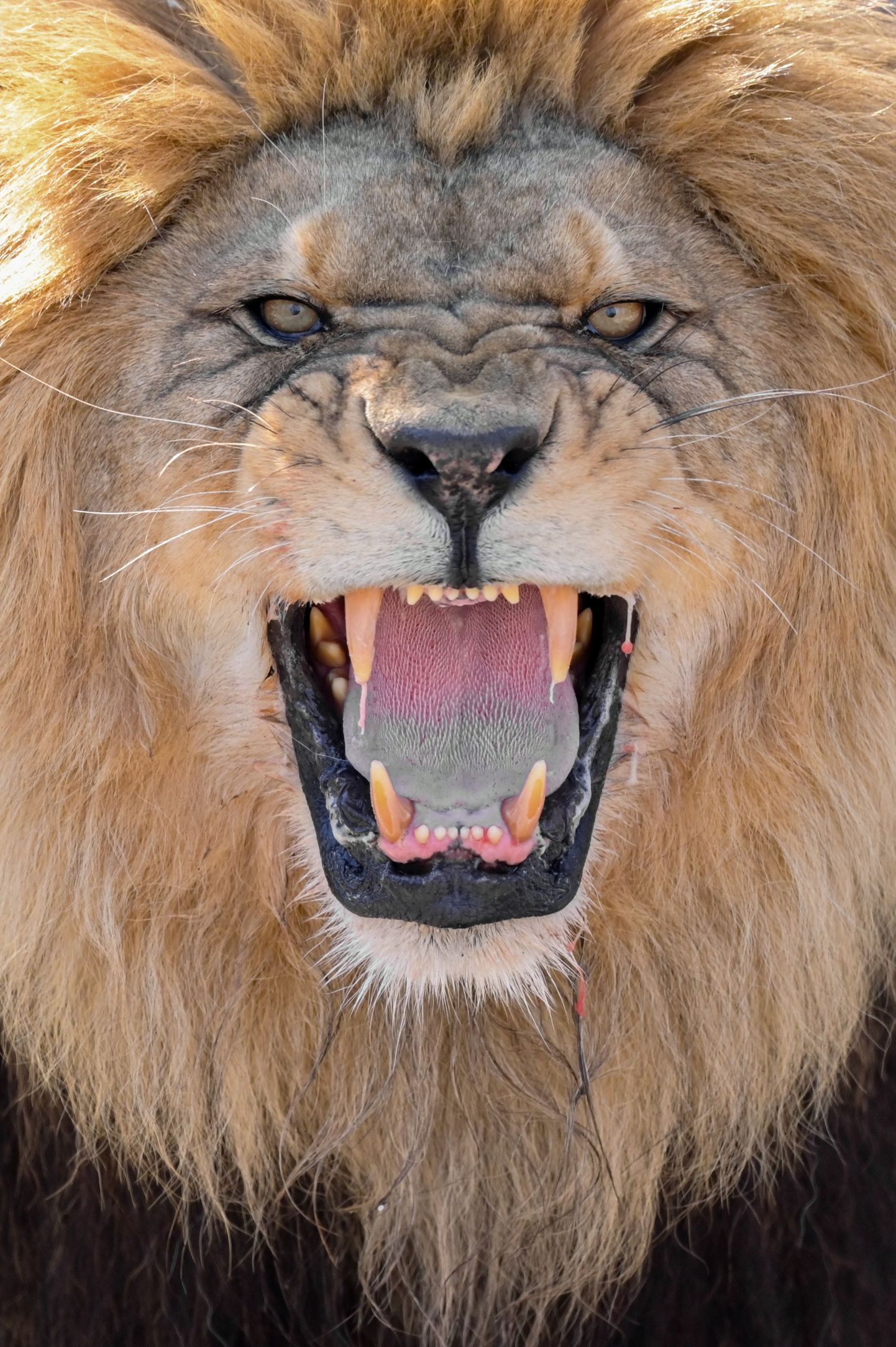 Ebaseaduslikult koduaias peetud lõvi tappis oma peremehe.