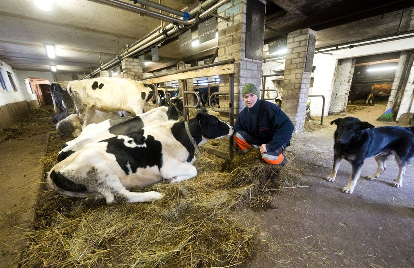 Vinguti-Juurimaa talu noorperemees Oliver Raudnagel laudas oma piimakarja juures. Elektri kadudes võivad loomad jääda janusse ja lüpsmata.
