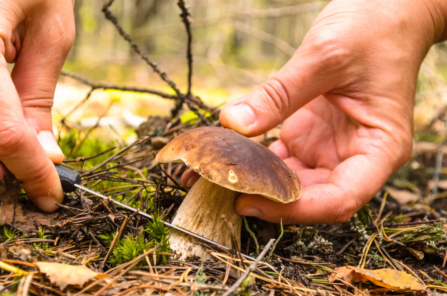 Seeneline metsas. Foto on illustratiivne.