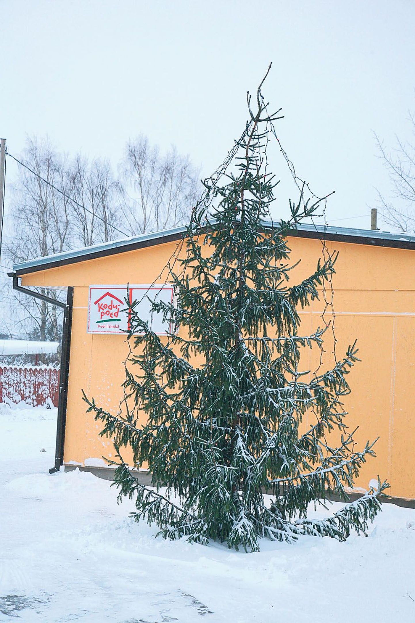 Tammiste poe kõrvale pani Sauga vallavalitsus tänavu esimest korda elektriküünaldes kuuse, mille juures vallavanem kuulutab välja jõulurahugi.