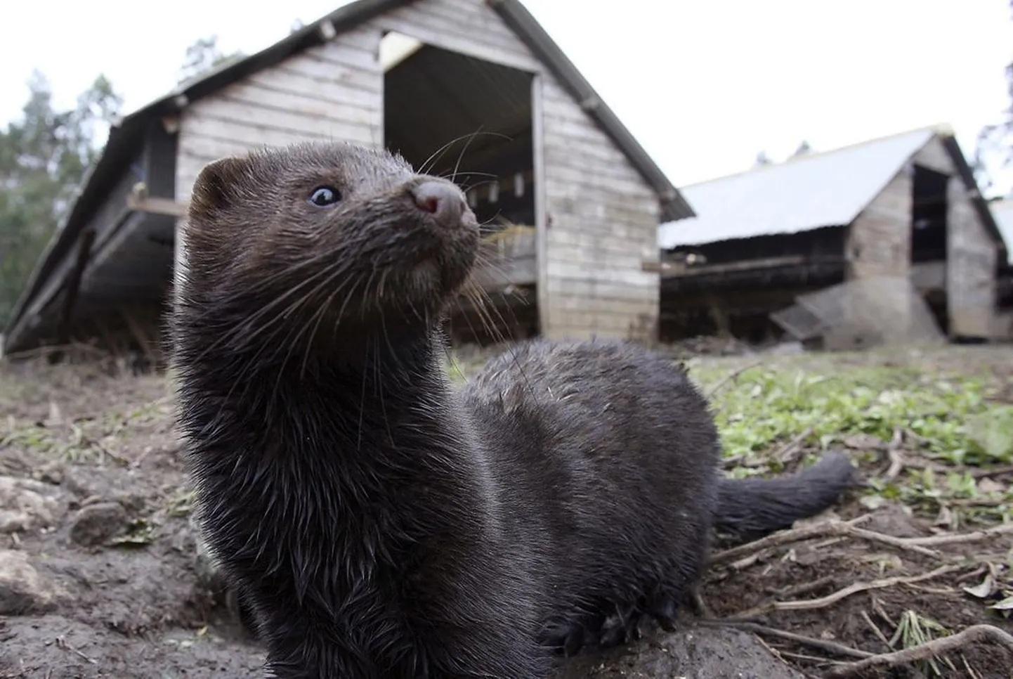 Mink.