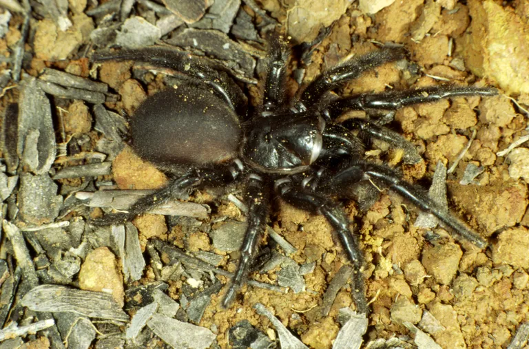 Atrax robustus ehk Sydney lehtervõrguämblik