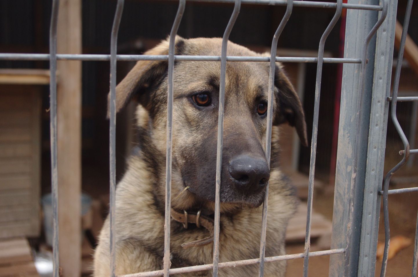 Varjupaikade MTÜsse kuuluvad loomade varjupaigad üle Eesti peavad novembris esmakordselt vanemate koerte kuud, mil pakutakse inimestele tuge üle viieaastaste koerte võtmisel.