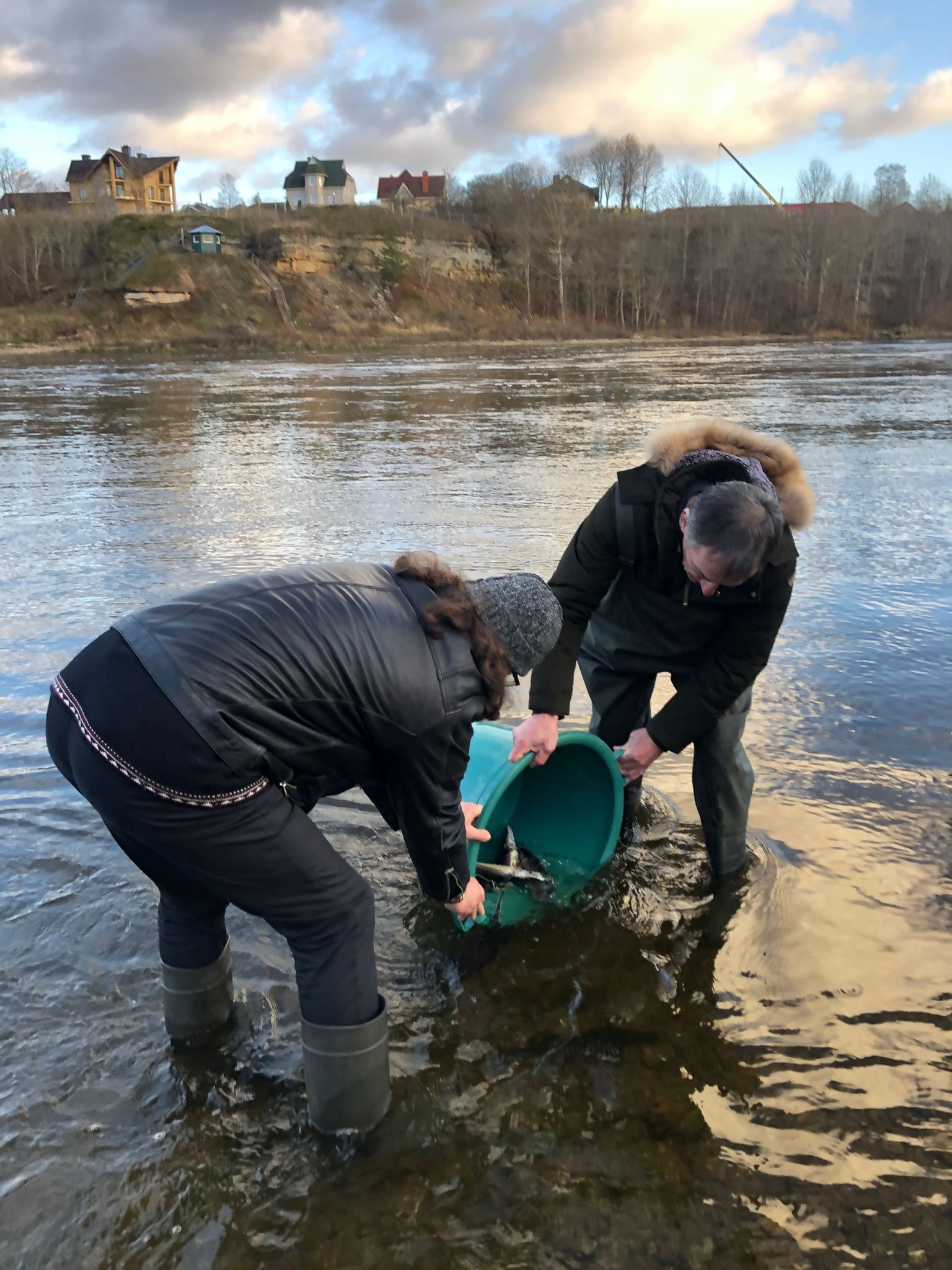 20200. aastal lasti esimest korda Narva jõkke saatjatega tuurakalad.