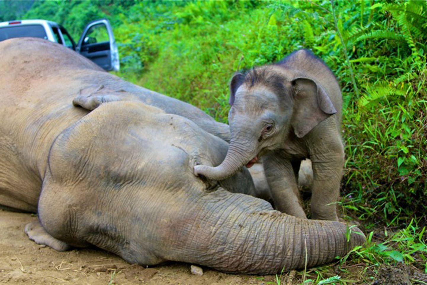 Elevandipoeg Borneo saarel Gunung Rara looduskaitsealal oma surnud ema kõrval.