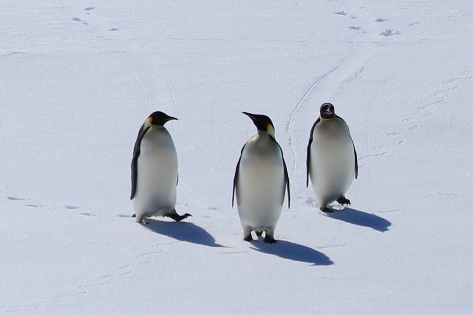 Pingviinid Hiina Antarktika uurimisjaama juures 2019