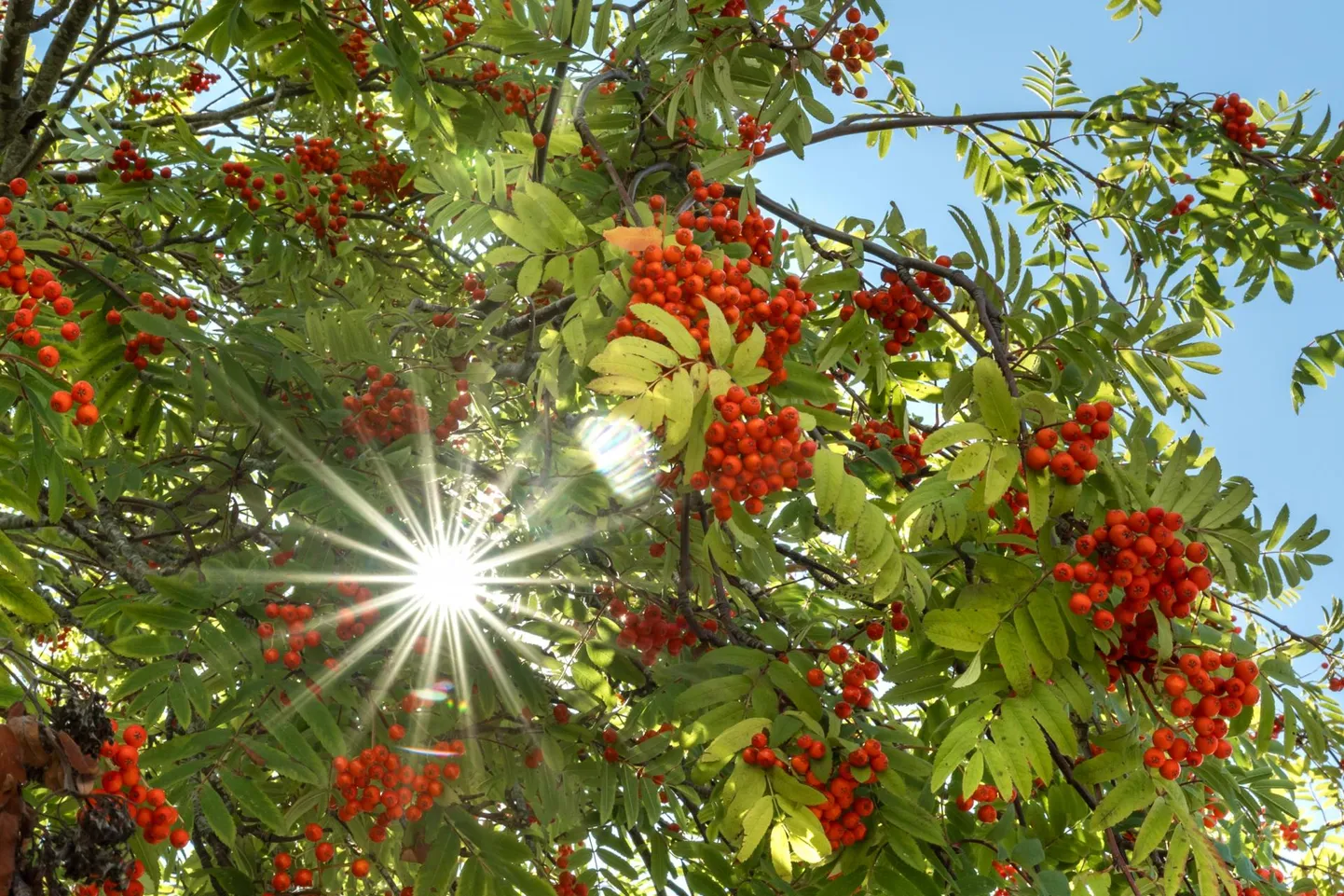 Artikli foto
