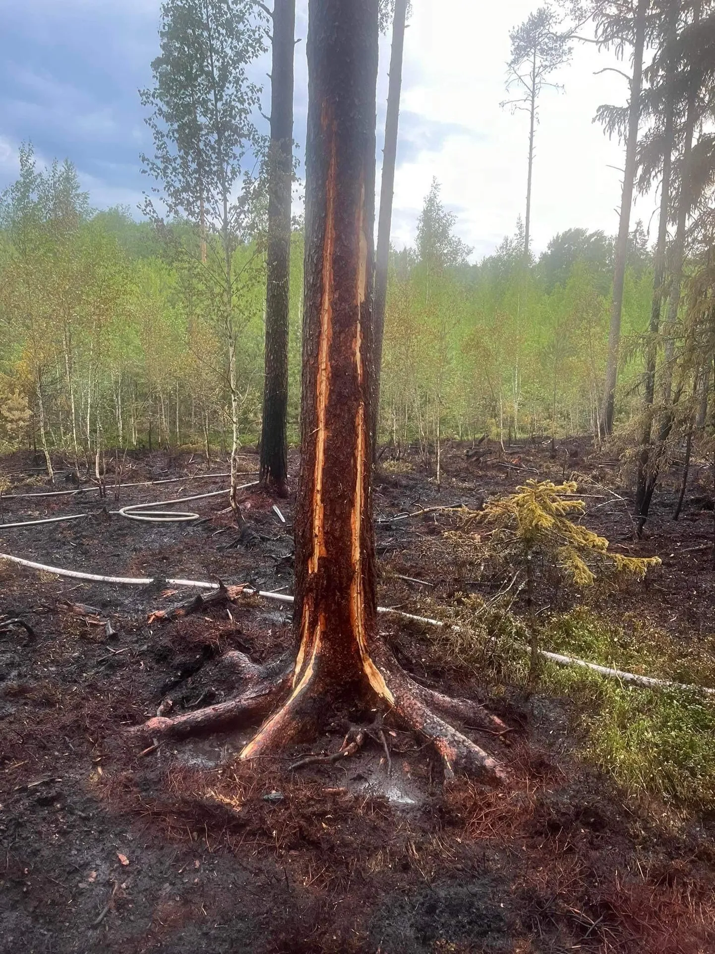 Leipste külas sai välgutabamuse puust alguse metsapõleng.