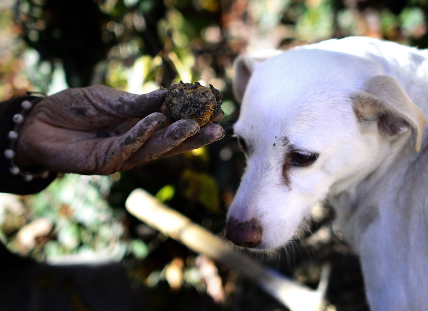 Euroopas aitavad trühvleid üles leida eri väljaõppega koerad.