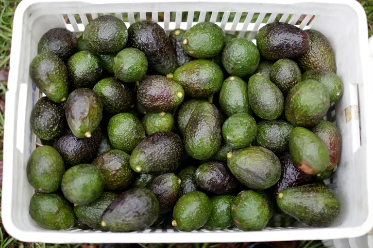 Avokaadod