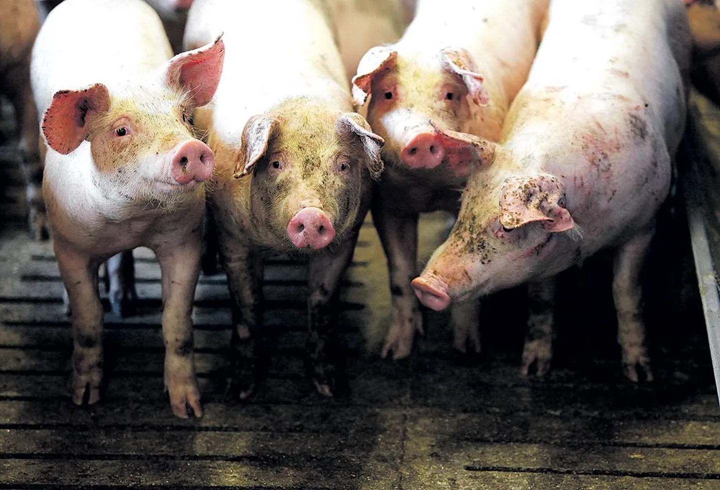 Eile kaalusid need Ilmatsalus kasvavad Tartu Agro sead veidi alla saja kilo. Paari nädala pärast algab sõit Sankt-Peterburgi.
