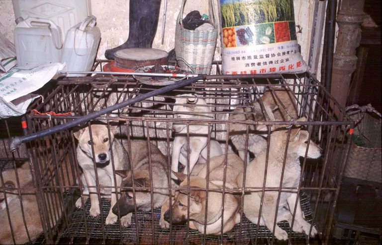 Hubei provintsis asuv loomaturg on taas avatud ja seal müüakse ka koeraliha. Pildil puuris koerad, keda ootab ees tapmine