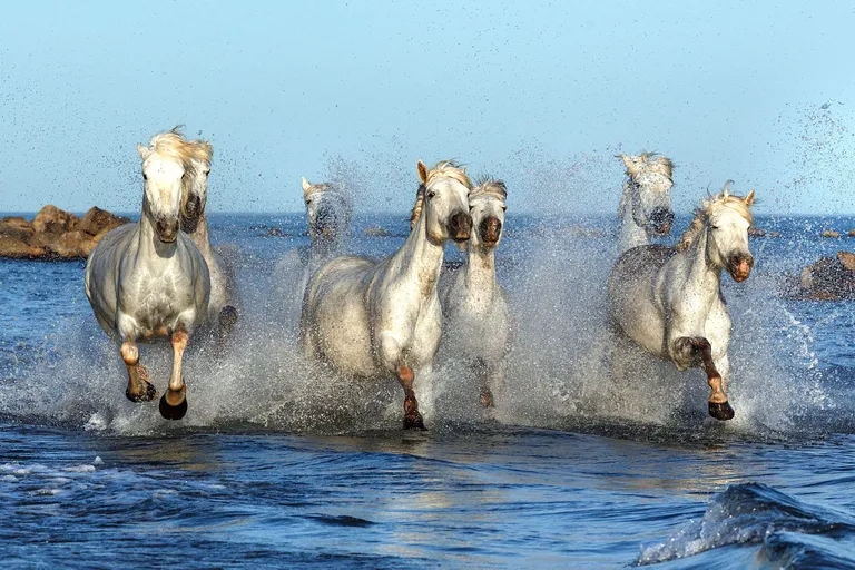 Camargue'i hobused