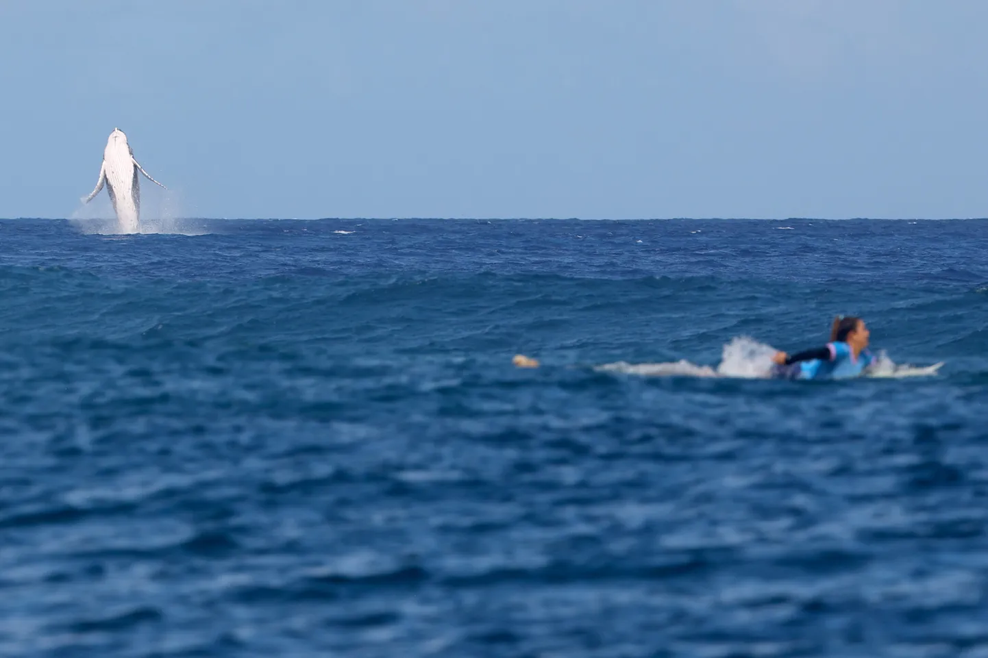 Suur vaal külastas esmaspäeval Tahitis toimunud surfivõistlust.