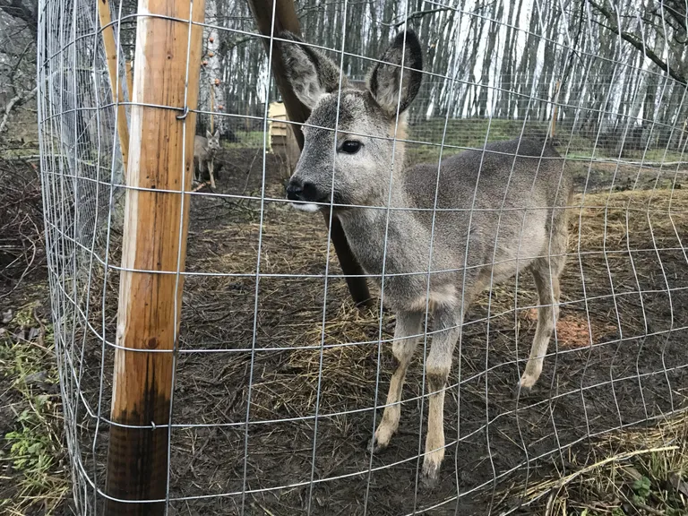Трехногий детеныш косули не выжил бы один.