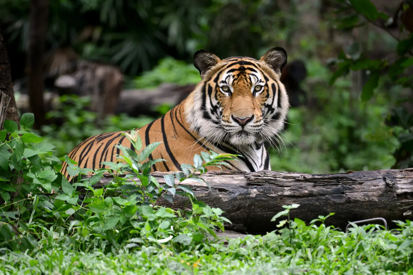 Tiiger. Foto on illustratiivne.