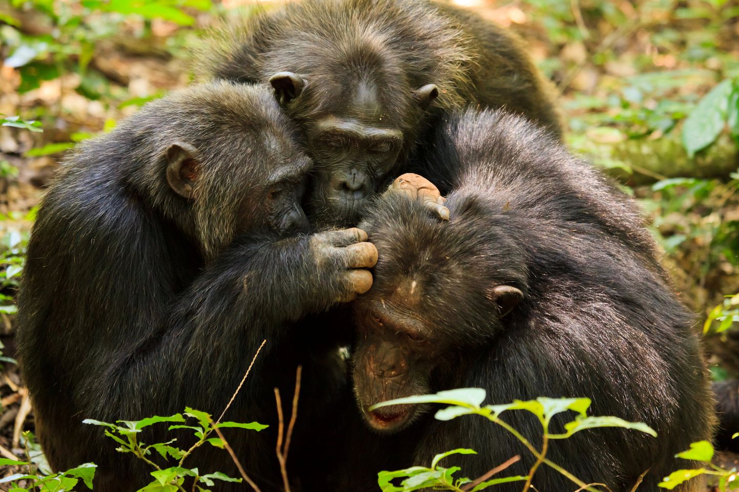 Uganda rahvuspargi šimpansid omakeskis aega veetmas.