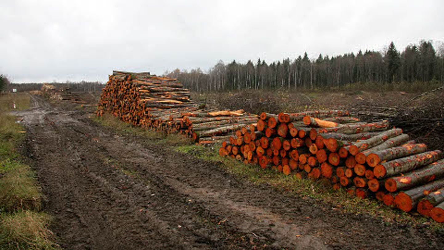 Jõhvi logistika- ja äripargi ehitamise ettevalmistustööd algasid võsa- ja puude lõikamisega.