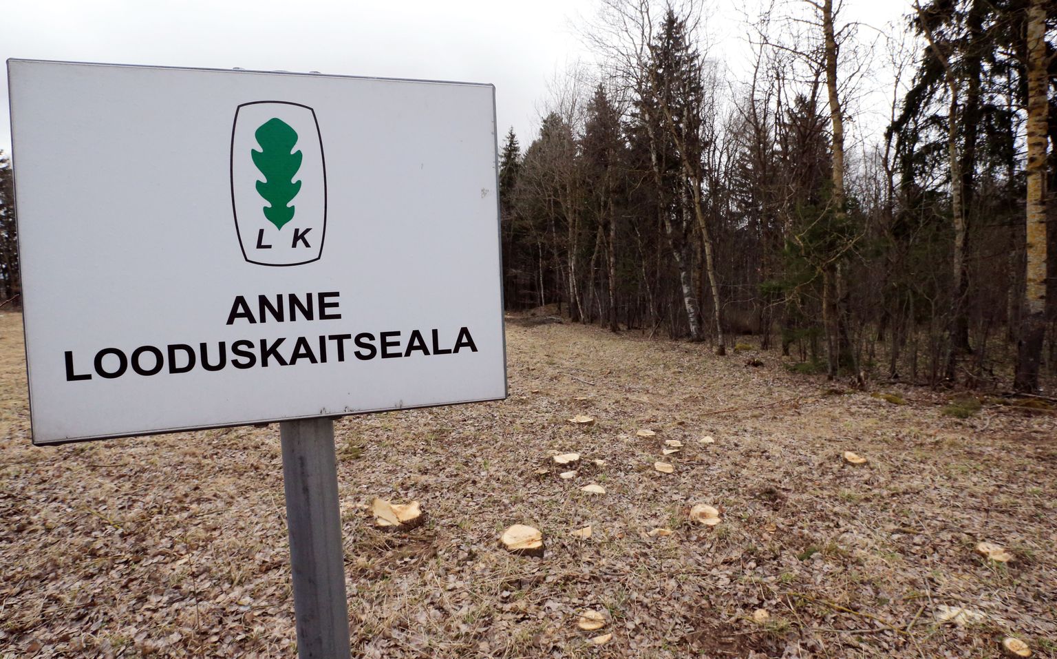 Lammi tee vastas Anne looduskaitsealal on maha võetud palju noori mände ja suuremaid puid. Töö eesmärk on parandada seal kasvavate kaitsealuste taimeliikide olukorda.