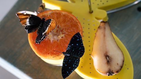 ГАЛЕРЕЯ ⟩ Экзотические бабочки лакомятся апельсинами и грушами в Пярну
