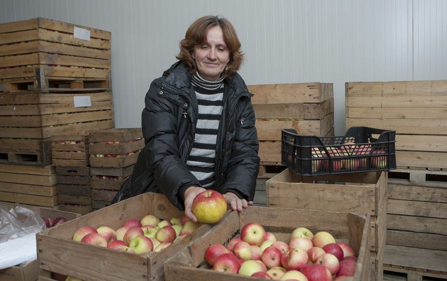 Eesti maaülikooli Polli aiandusuuringute keskuse teadur Kersti Kahu on tänavuste õuntega väga rahul.