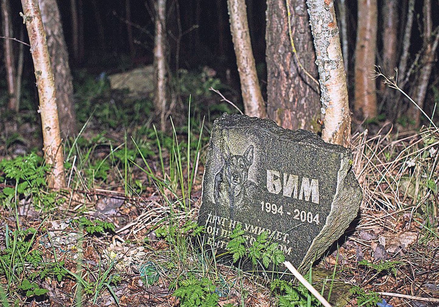 Незаконное кладбище домашних животных в Таллиннском районе Ласнамяэ.