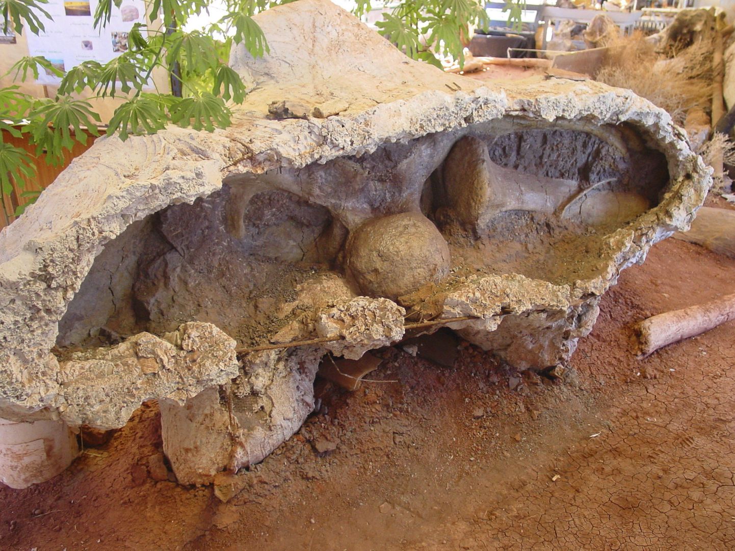 Uue dinosauruseliigi fossiil