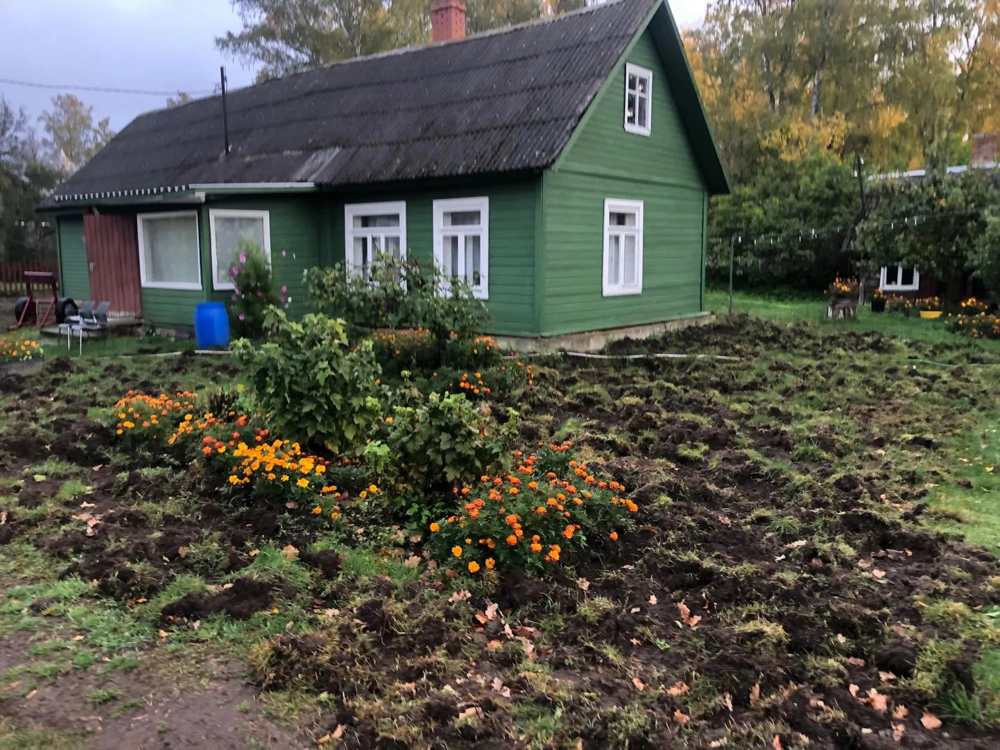 Piirissaare Piiri küla hoovid on muutunud ülesküntud uudismaaks. Seatembud!