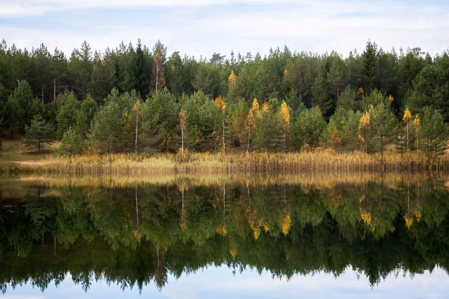 Эстония растительный мир в Эстонии
