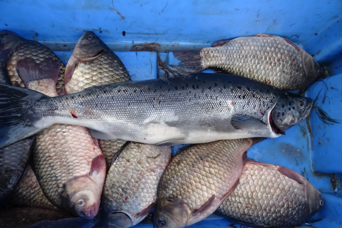 Морская форель.