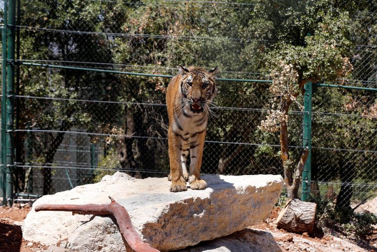 Süüria Aleppo loomaaiast päästeti 13, looma kes said Jordaanias Jerashis varjupaiga