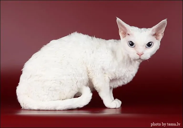 Devon Rex.