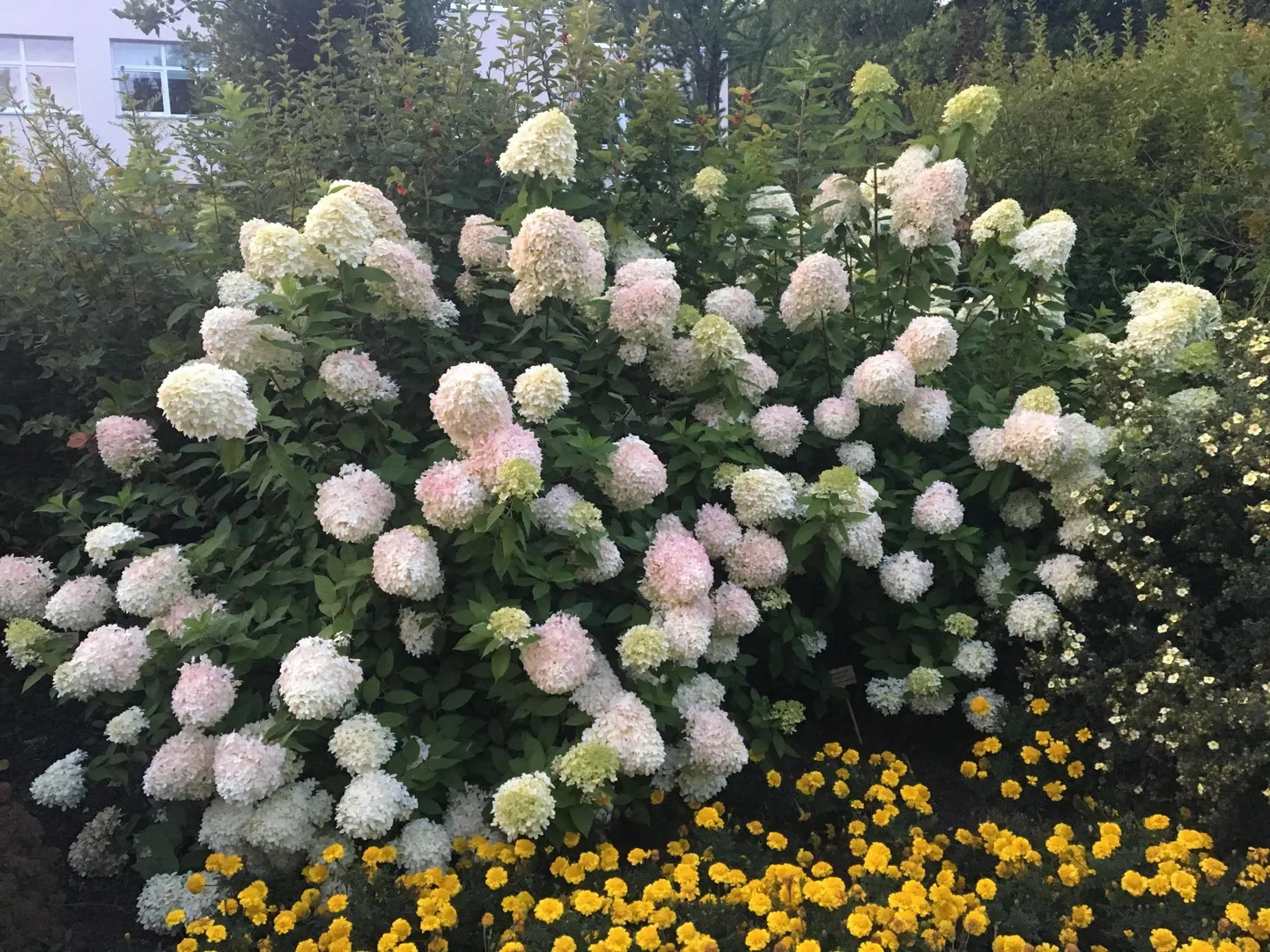 Hortensia rõõmustab silma priskete õiepallidega eeldusel, et taimel on piisavalt vett.