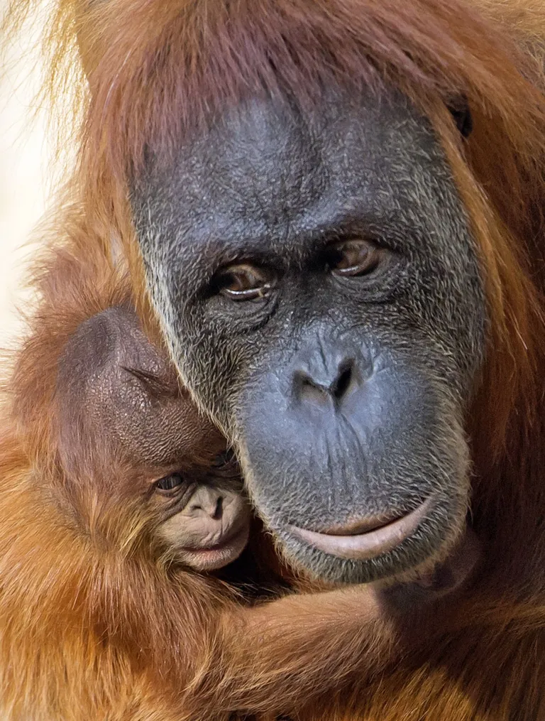 Orangutan.