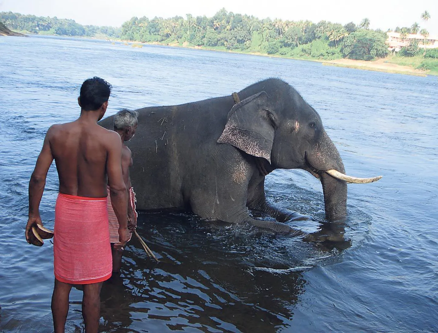 Mahout sunnib elevandipoja vees pikali heitma ning asub teda nühkima, valged sabas, jälgides samas, et keegi looma pead ega lonti ei puudutaks.