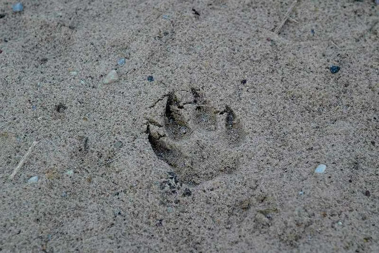 Hundi käpajälg.