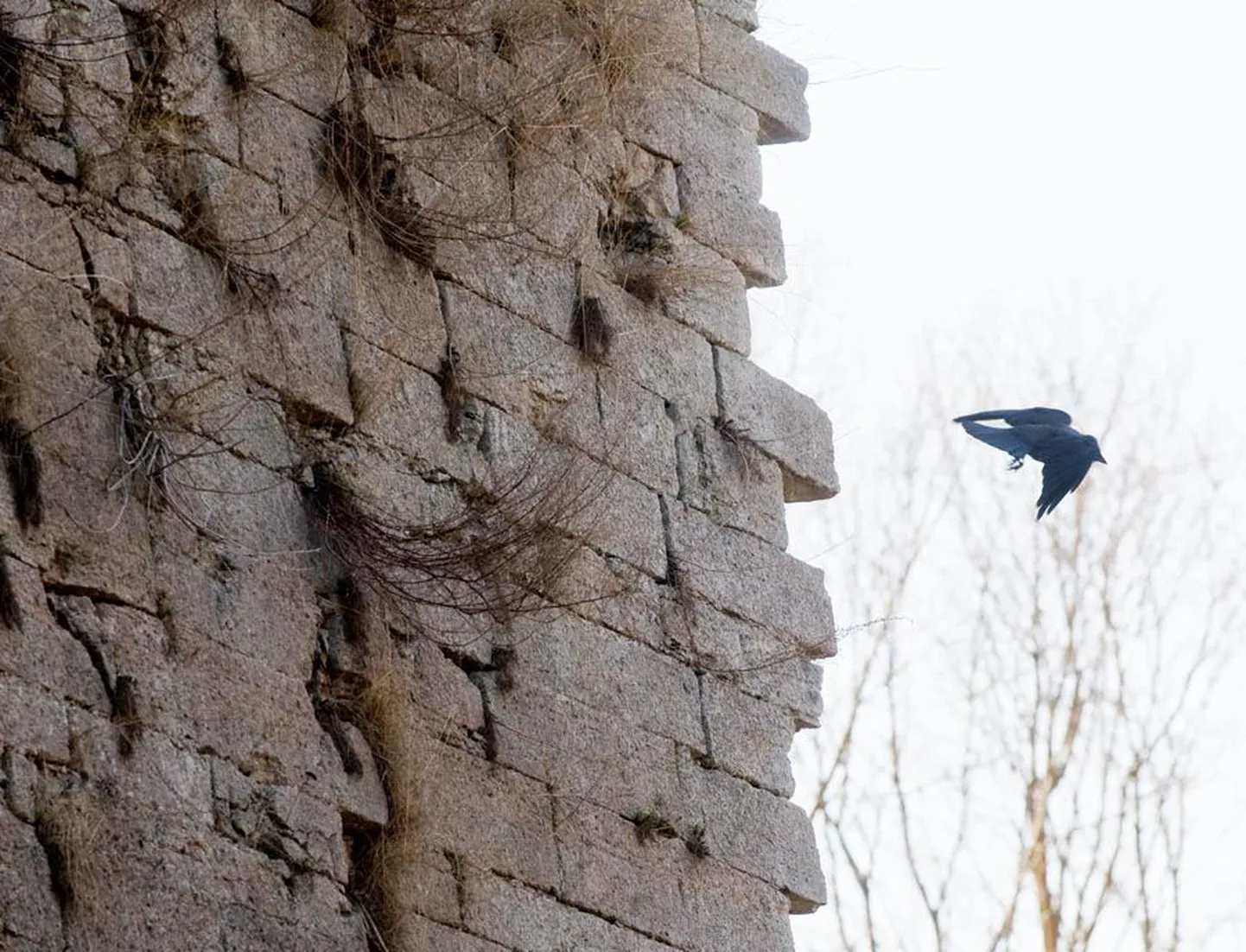 Kuigi pildil olev bastionimüür on suhteliselt eeskujulik, säilinud on pealmine kivikiht ja suuri pragusid pole, peaksid selle nurgadki olema sirged kui joonlaud.