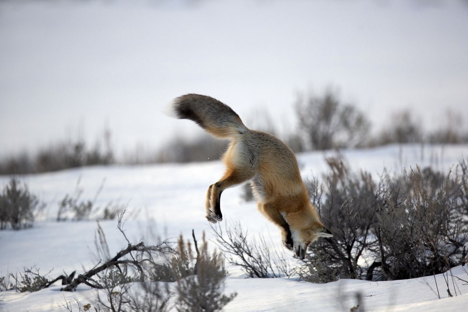 Montanas loodust pildistamas käinud Jon Albert tabas täiusliku hetke. Rebane sööstab lumme, et näriline hambusse saada.