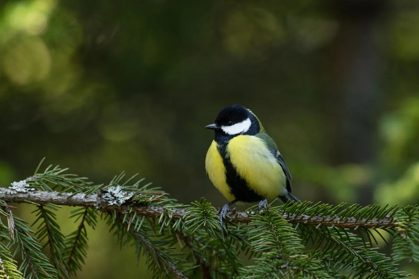 Kuna aprillis peaks rasvatihastel soojas pesas olema kuni kuradi­tosin muna, polegi väga vara lauluga oma territooriumi kuulutada ega kaasat ligi meelitada.