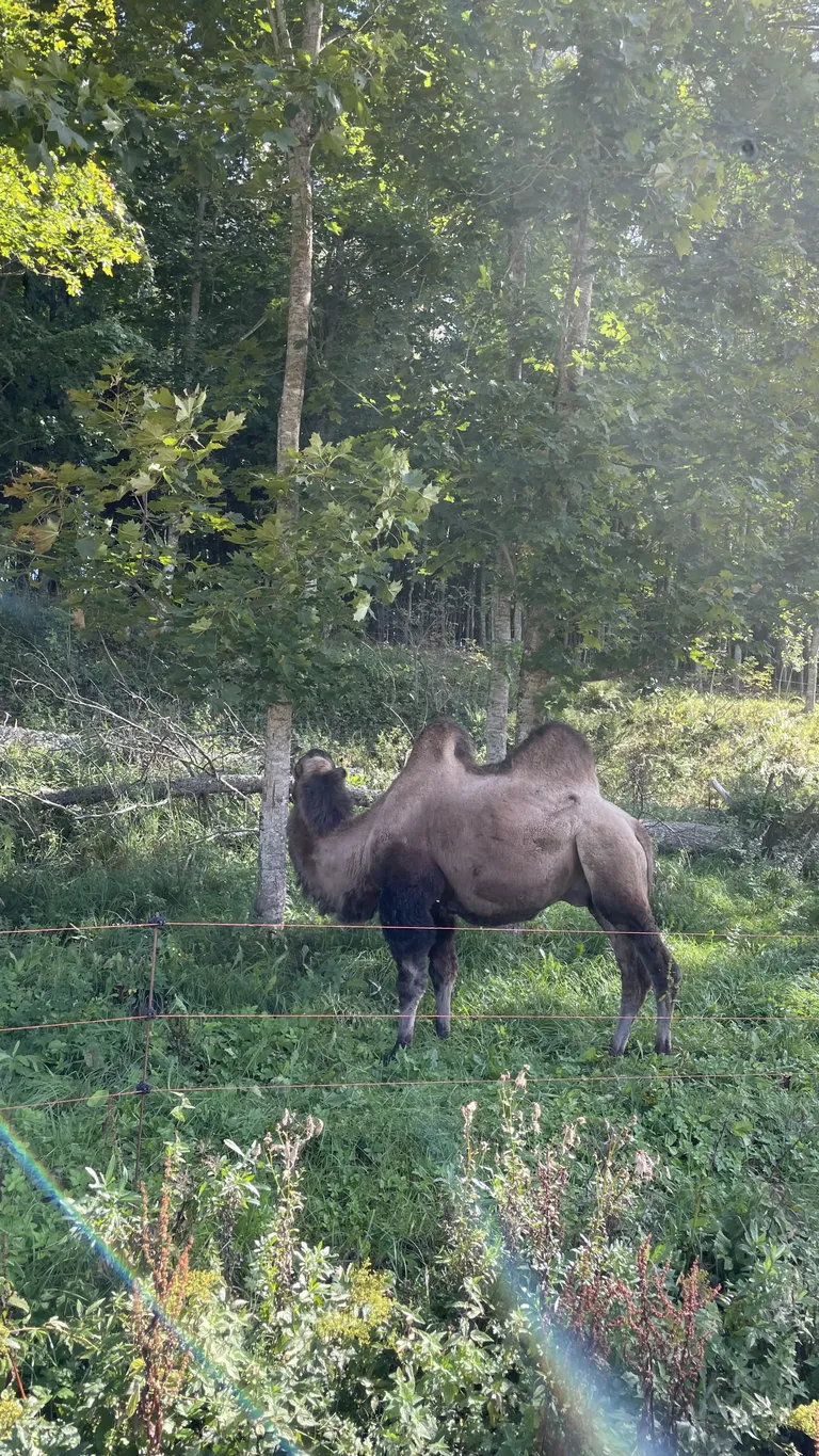 Kaamel meie täitsa omas metsikus looduses Karula rahvuspargis.