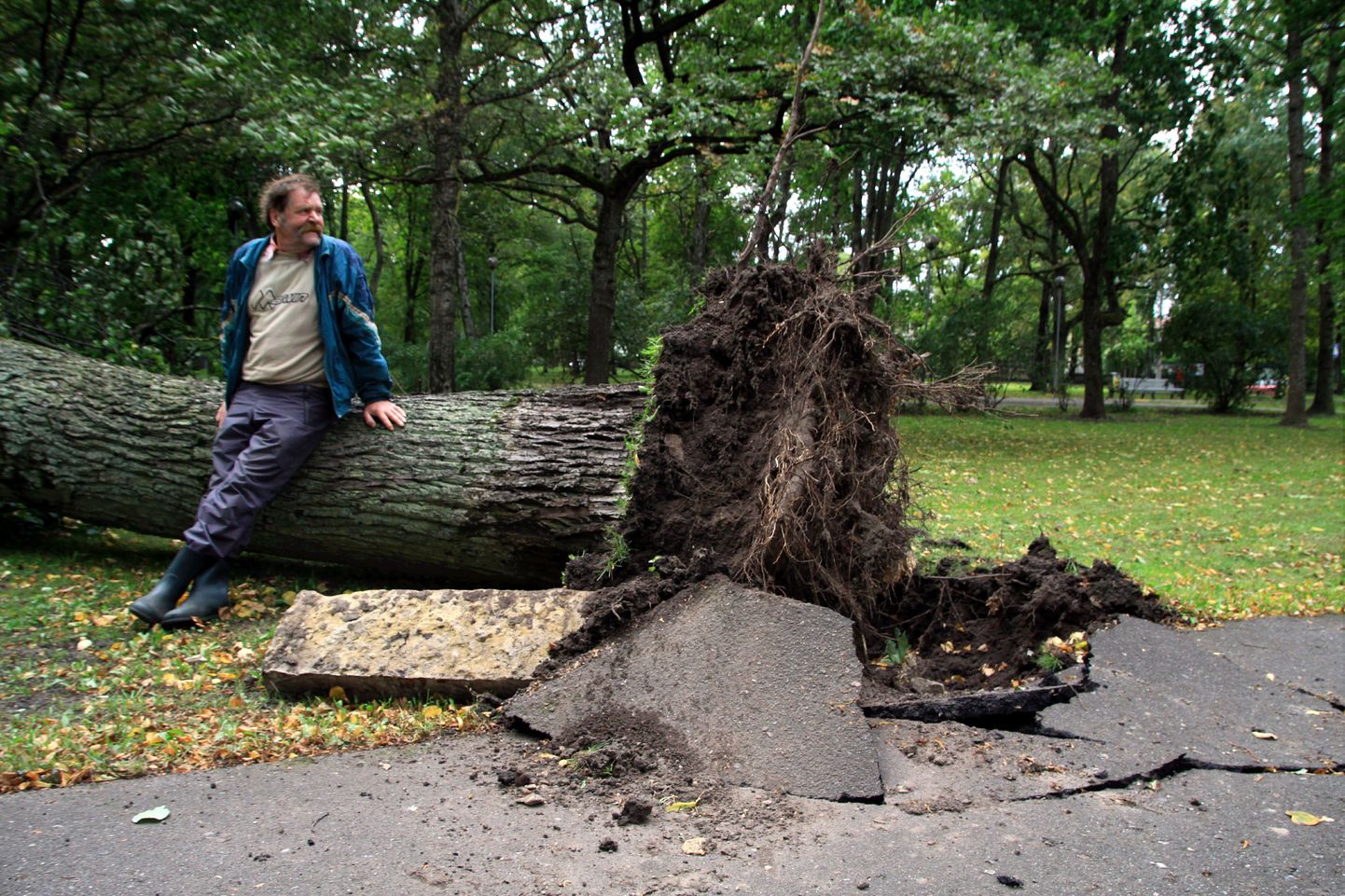 Murdunud puu Pärnu Vanas pargis.