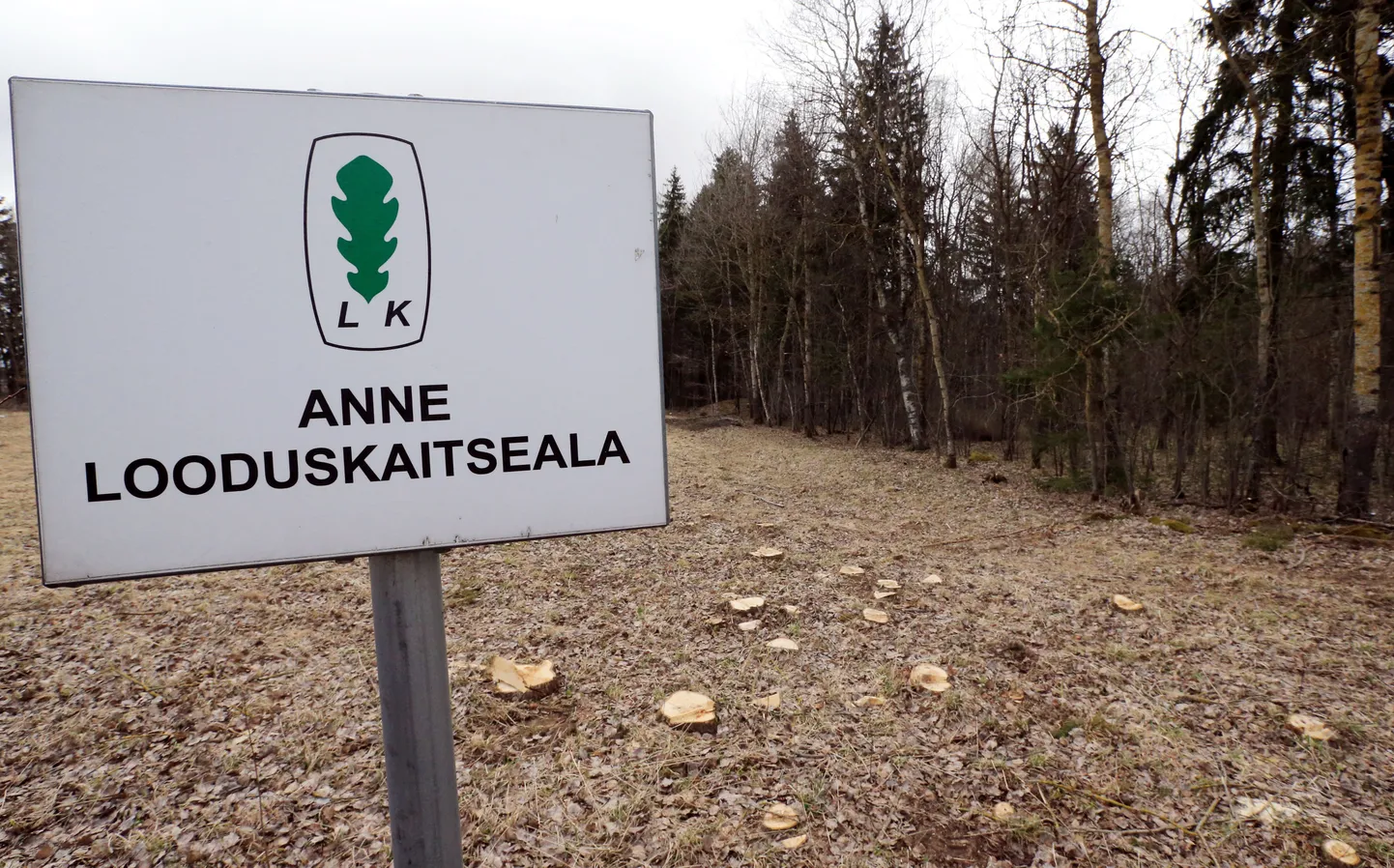 Lammi tee vastas Anne looduskaitsealal on maha võetud palju noori mände ja suuremaid puid. Töö eesmärk on parandada seal kasvavate kaitsealuste taimeliikide olukorda.