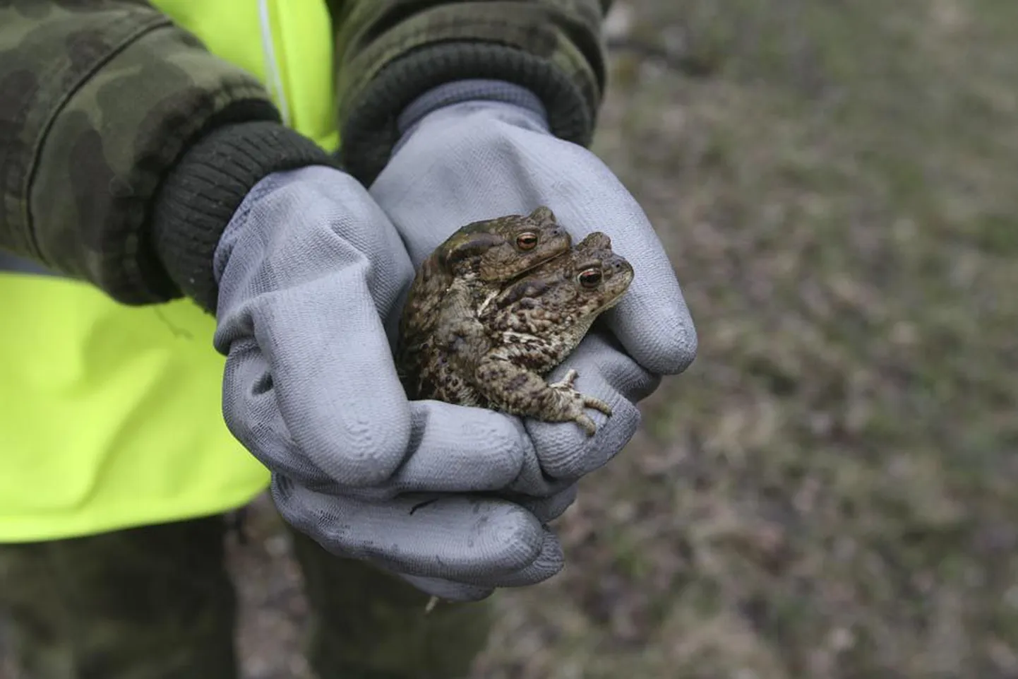 Kaks mullu üle Tartu tee aidatud konna talgulise pihus. Kokku päästeti neid kahepaikseid seal ligi kuusteist tuhat.