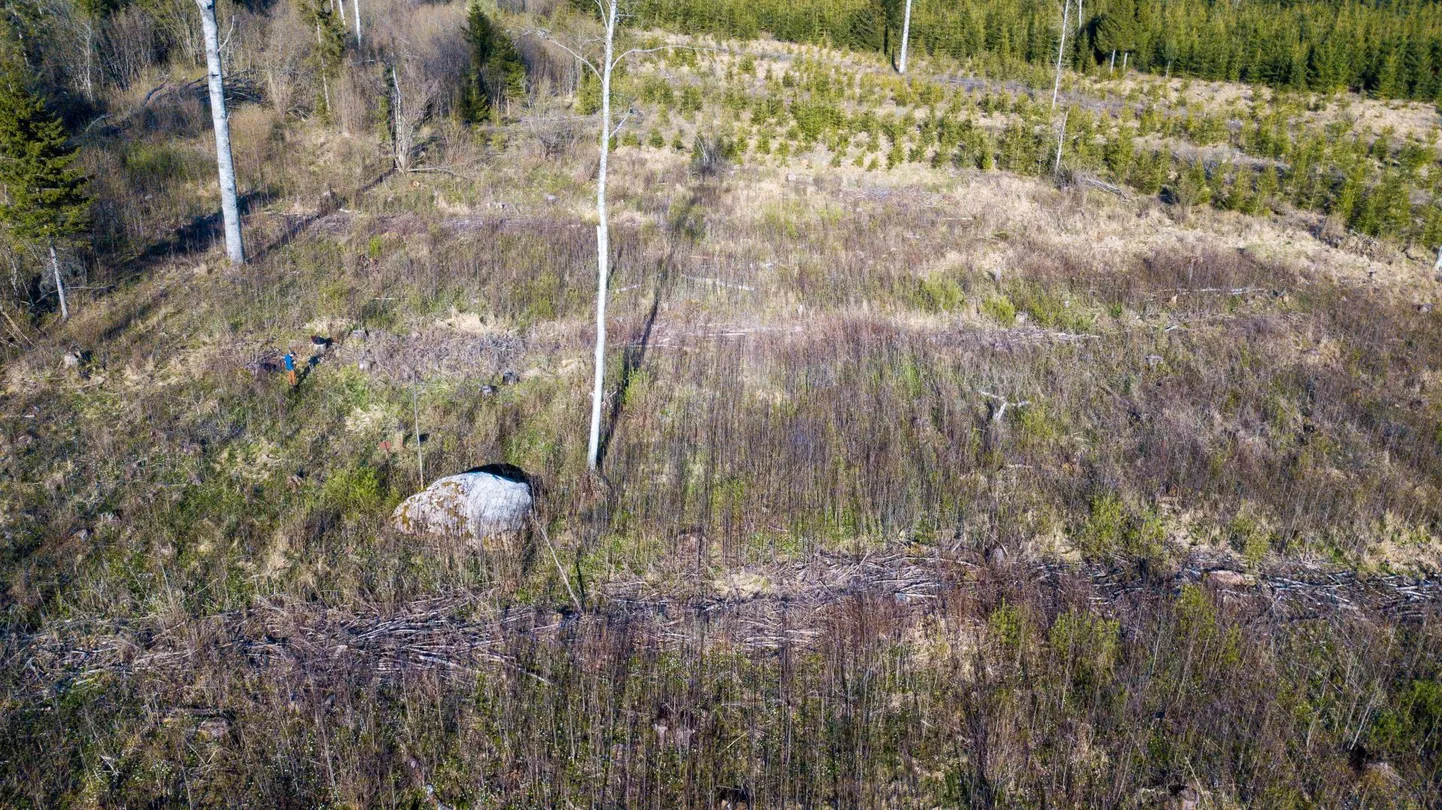 Rahakirstumäe kõrval asuva ohvrikivi ümbert on RMK metsa maha võtnud.