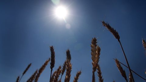Lähi-Ida konflikt tõstab globaalseid toiduhindu