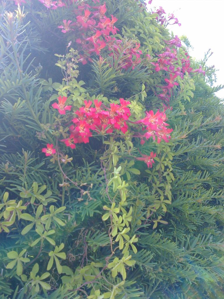 Kaunis mungalill jugapuuhekil ronimas. Punased õied on tuttavlikud, lehed aga hoopis teistsugused kui suurel munga- lillel.